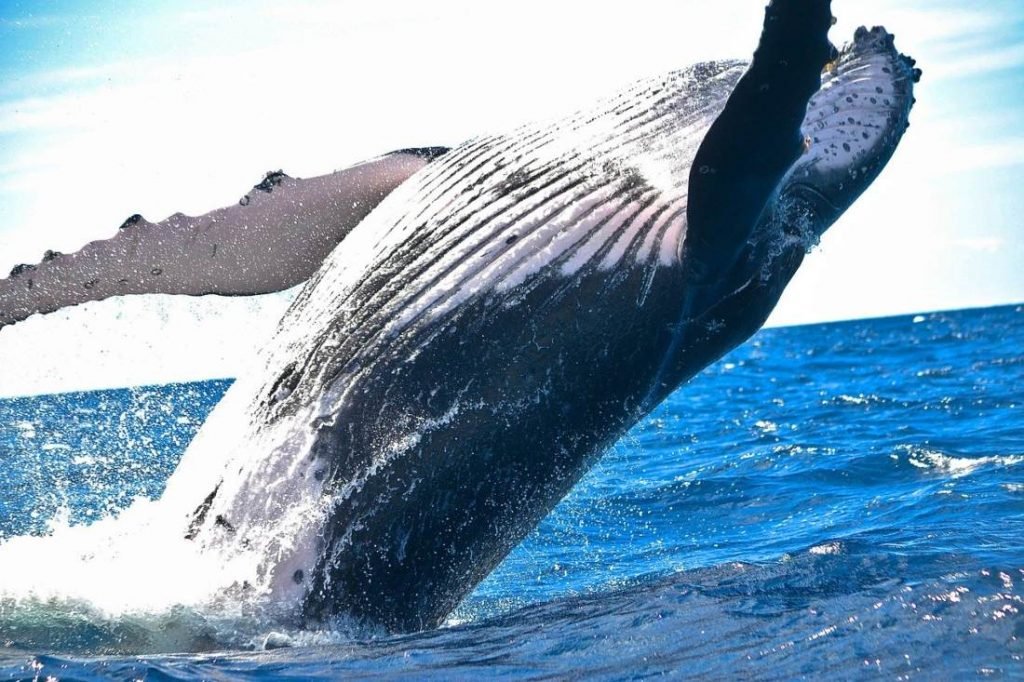 Bitcoin Whales Sold 50k BTC Worth $3B in the Last 5 Days
