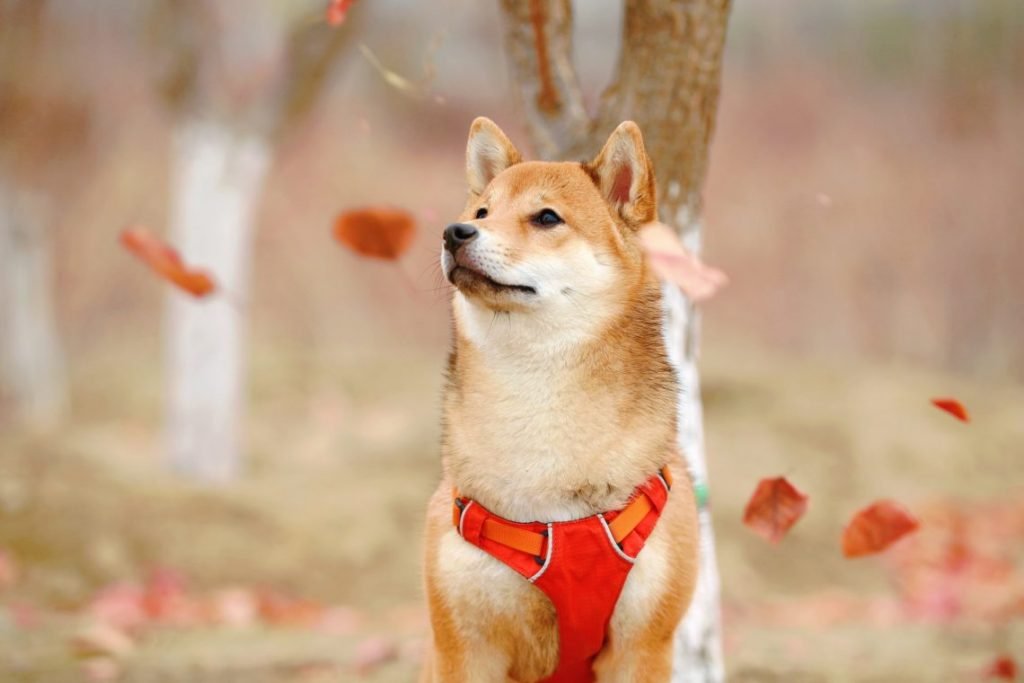 Dogecoin [DOGE] Struggles Near Support Despite An Uptick of 5%