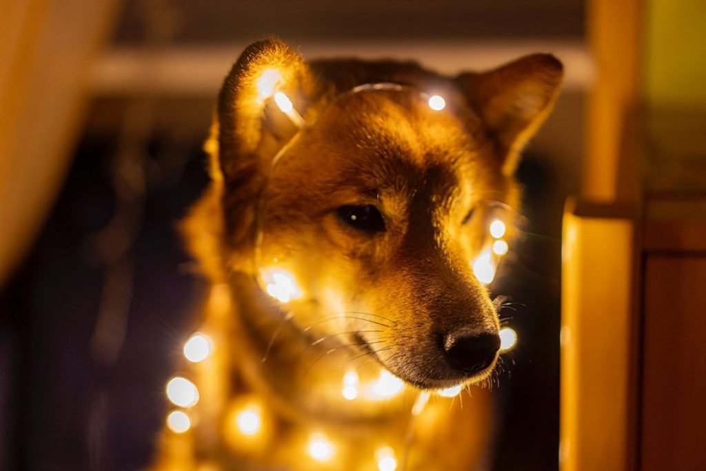 After Dogecoin; Another Spin-off Gains Traction After Binance Listing