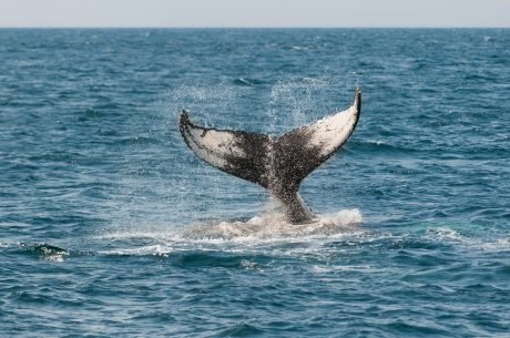 12K BTC Removed From Coinbase, Are Whales Relenting?