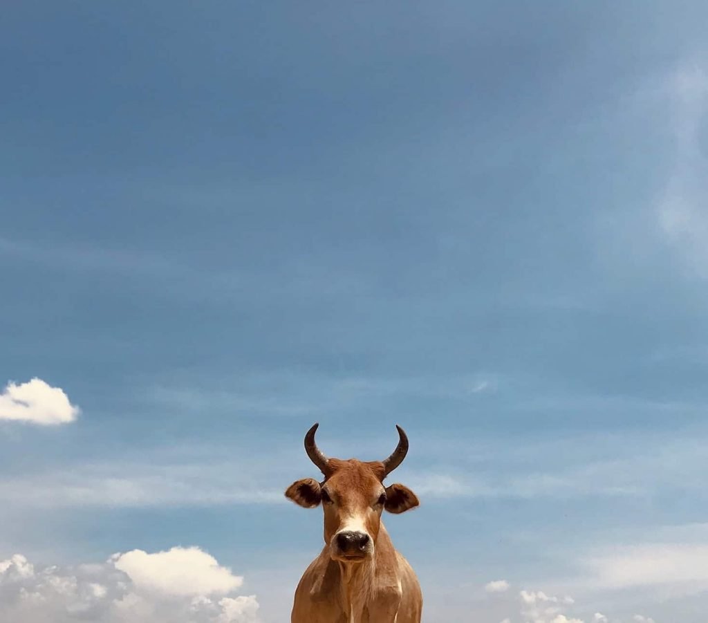 Cardano [ADA] eyes $2; Will the bull aid this jump?