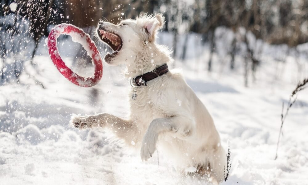 This ‘game-changer’ model could help AVAX ‘outperform’ in 2022