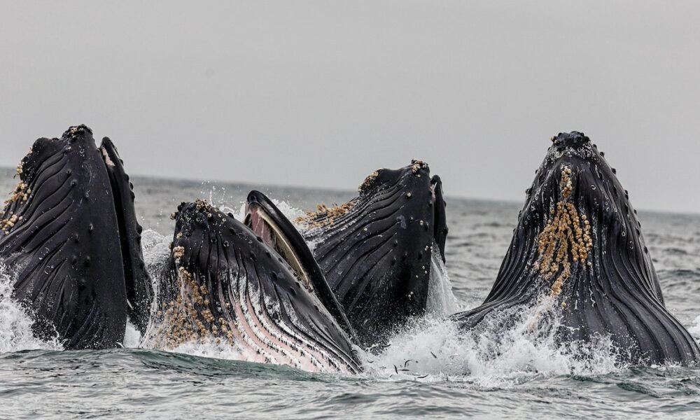 Top BSC whales are changing their crypto portfolios and here’s what they’re buying