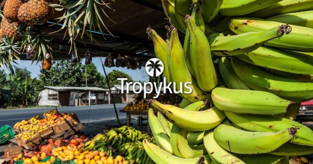 Tropykus and Emerging Economies