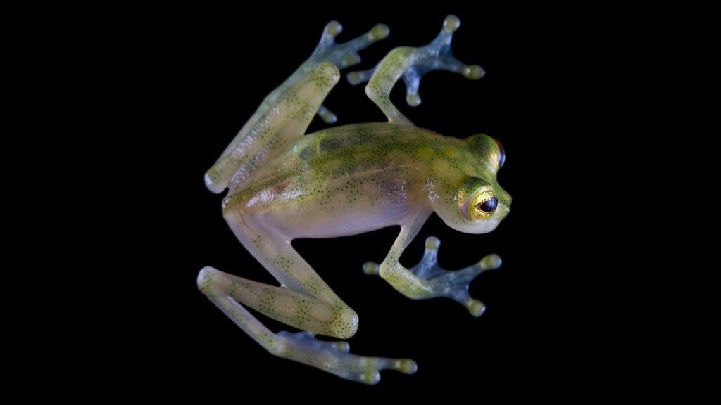 Crypto organization names newfound glass frog species — here’s why that’s concerning