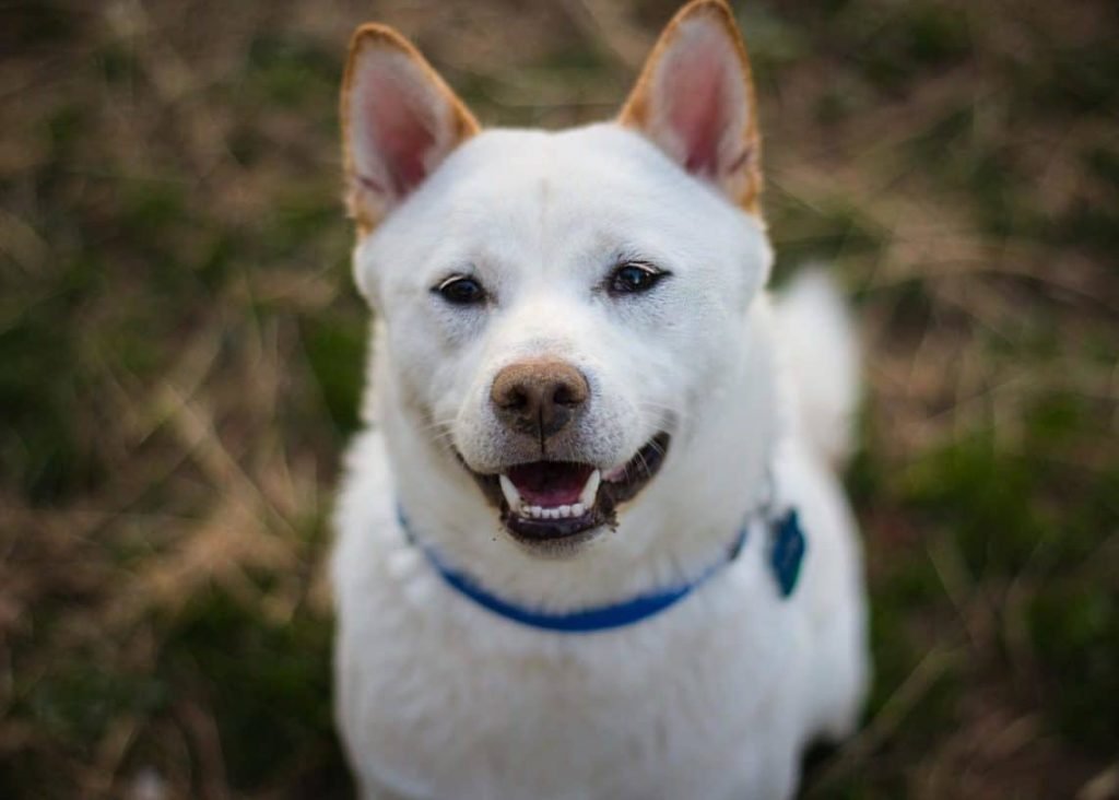 Shiba Inu, DOGE Arrives In Switzerland’s 116-Year-Old Travel Firm 