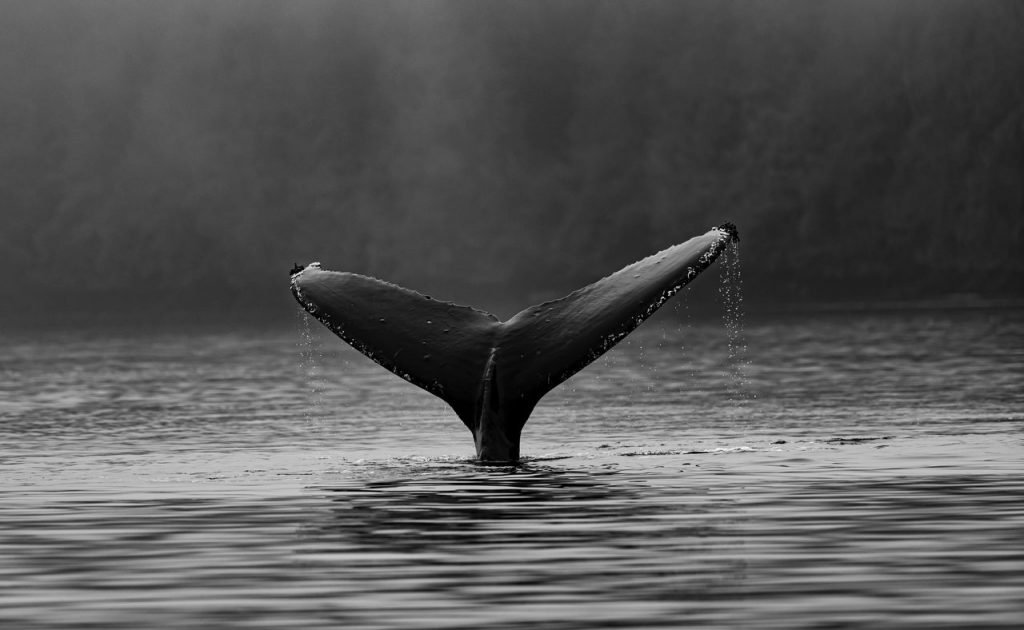 Whales are keeping their eye on THIS CRYPTO COIN
