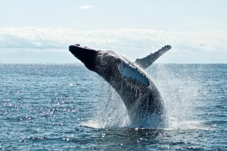 Bitcoin Whales Dump 20,000 BTC On The Market, Sell Side Strengthens