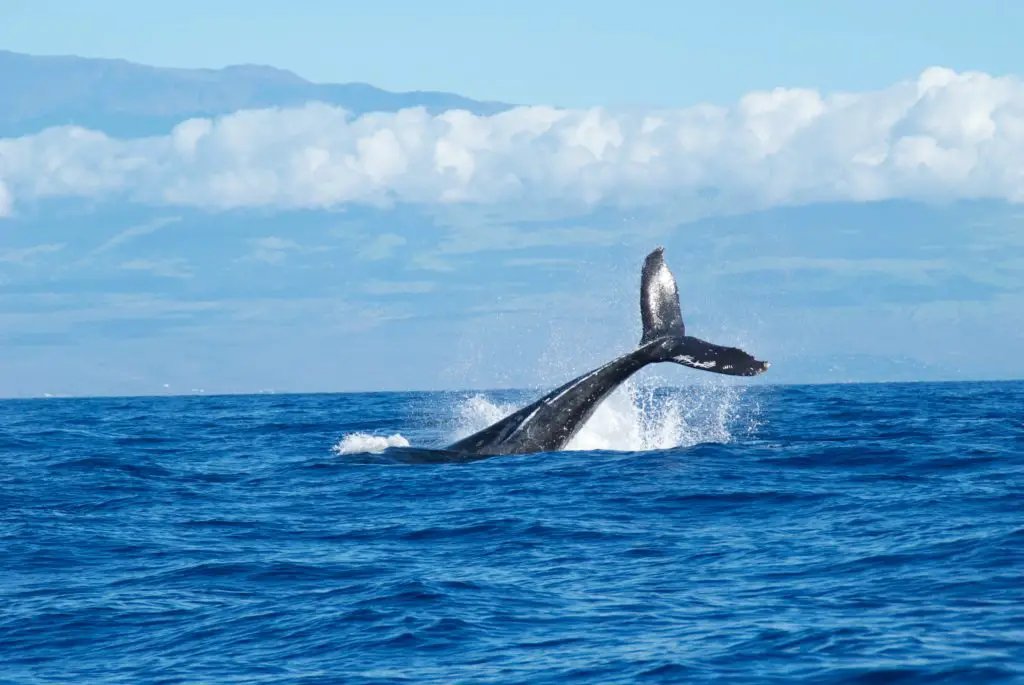 Here’s Why Bitcoin’s Losing Its Whale Count; Lowest Since 2019