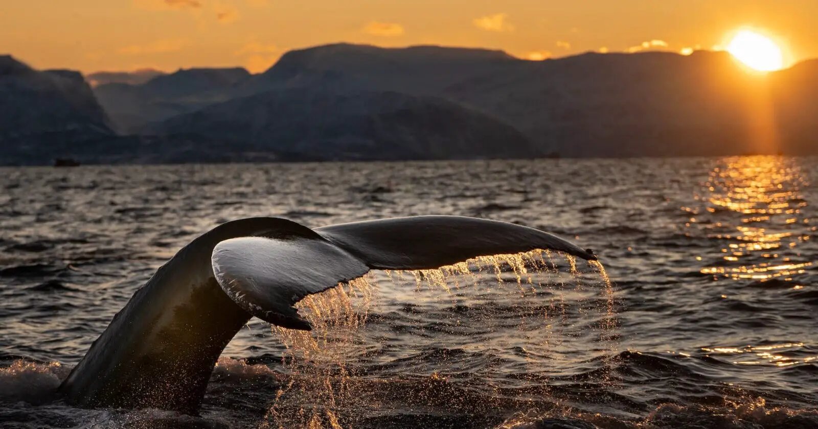Ethereum Whales Adds $600M ETH In Recent Market Dip