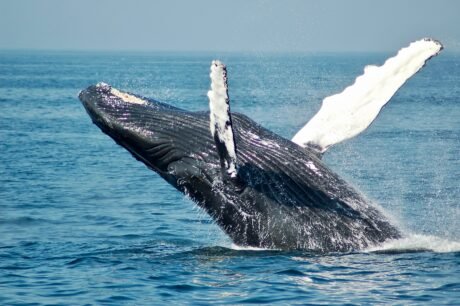 Bitcoin Whales Show Most Active Hour In 3 Months As BTC Breaks $30,000