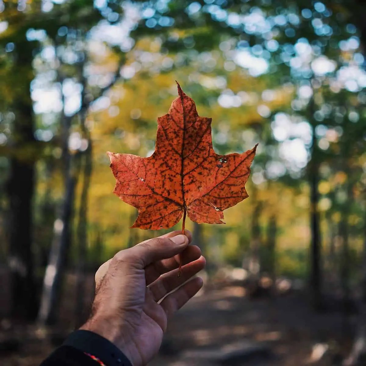 Cryptocurrency Firms “Fake” Legitimacy: Canadian Financial Watch Dogs