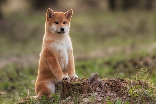 Shiba Inu price outlook: SHIB army digs in despite Shibarium setback