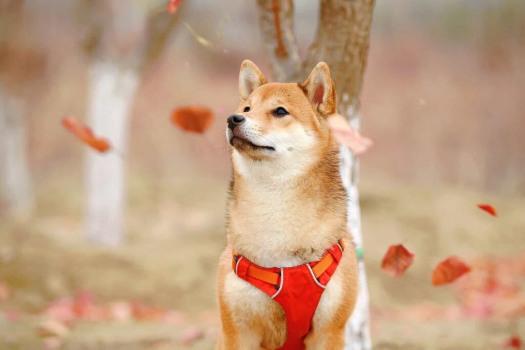 Shiba Inu Market Surge: Record-Breaking Investment with $3.49M Profits
