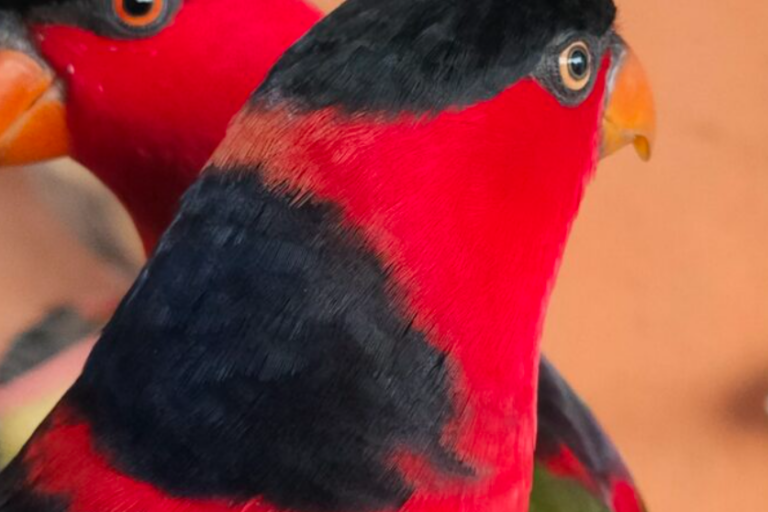 In eastern Indonesia, forest bird trade flies quietly under social media radar