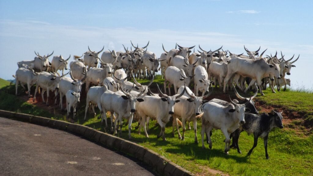 Modernism: A legal analysis of Nigeria’s ranching debacle