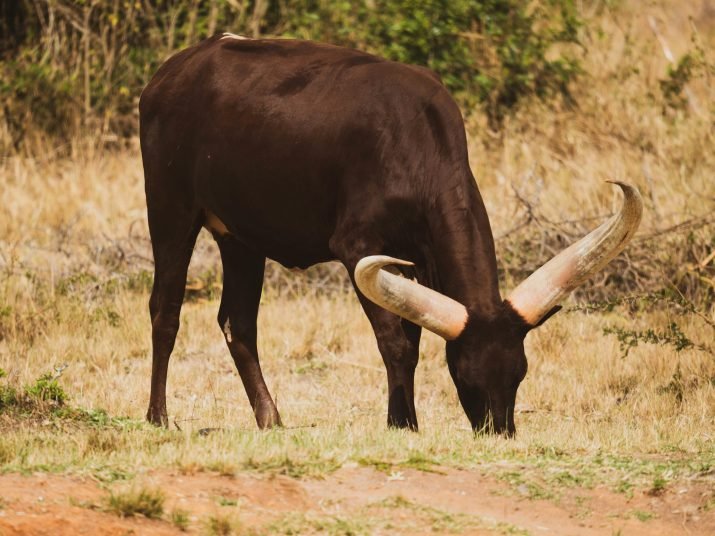 XRP Ready For Bullish Pop As Important Technical Signal Reappears