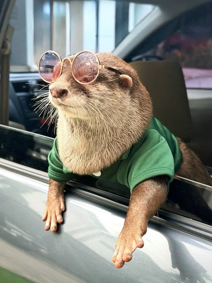 Tiktok Viral Otter “Degen” Surpasses 1B Views Across Social Media Platforms