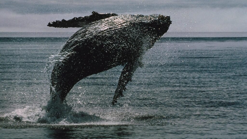Bitcoin whales bought $16.7 billion of bitcoin in 2 weeks even as ETFs bled a record $4 billion
