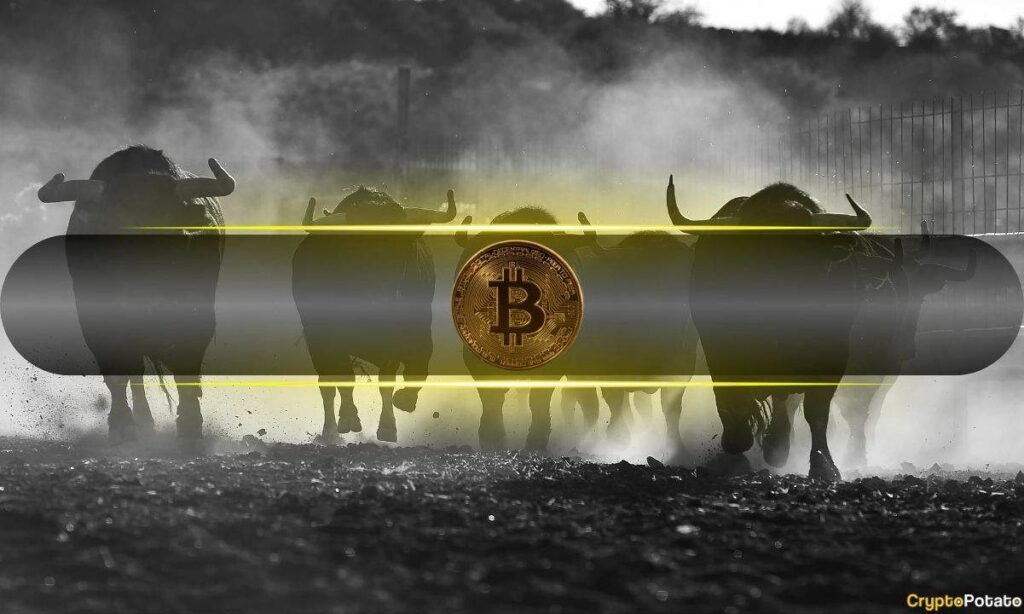 Bitcoin Analysts Are More Bullish Now Than at the Start of the 2023 Bull Market: CryptoQuant